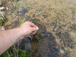 Image of blackfoot quillwort