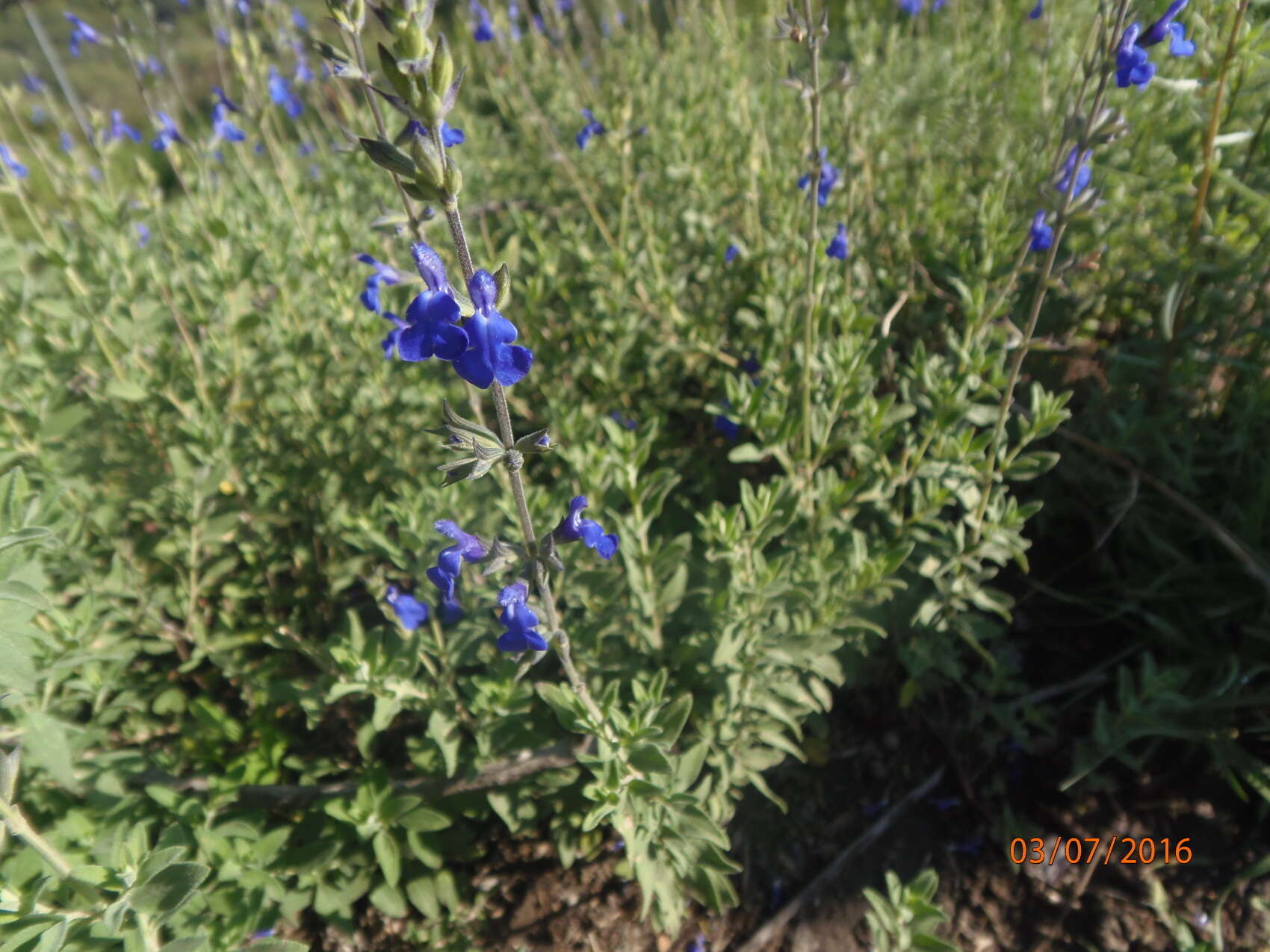 Image of Salvia chamaedryoides Cav.