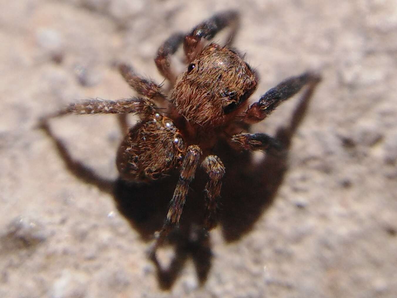 Image de Euophrys rufibarbis (Simon 1868)