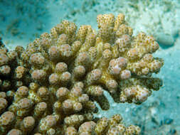 Image of Acropora sarmentosa (Brook 1892)