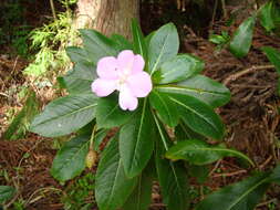 Impatiens sodenii Engl. & Warb. ex Engl. resmi