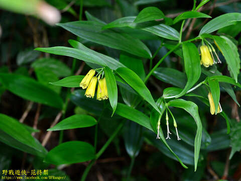 Image of Disporum shimadae Hayata