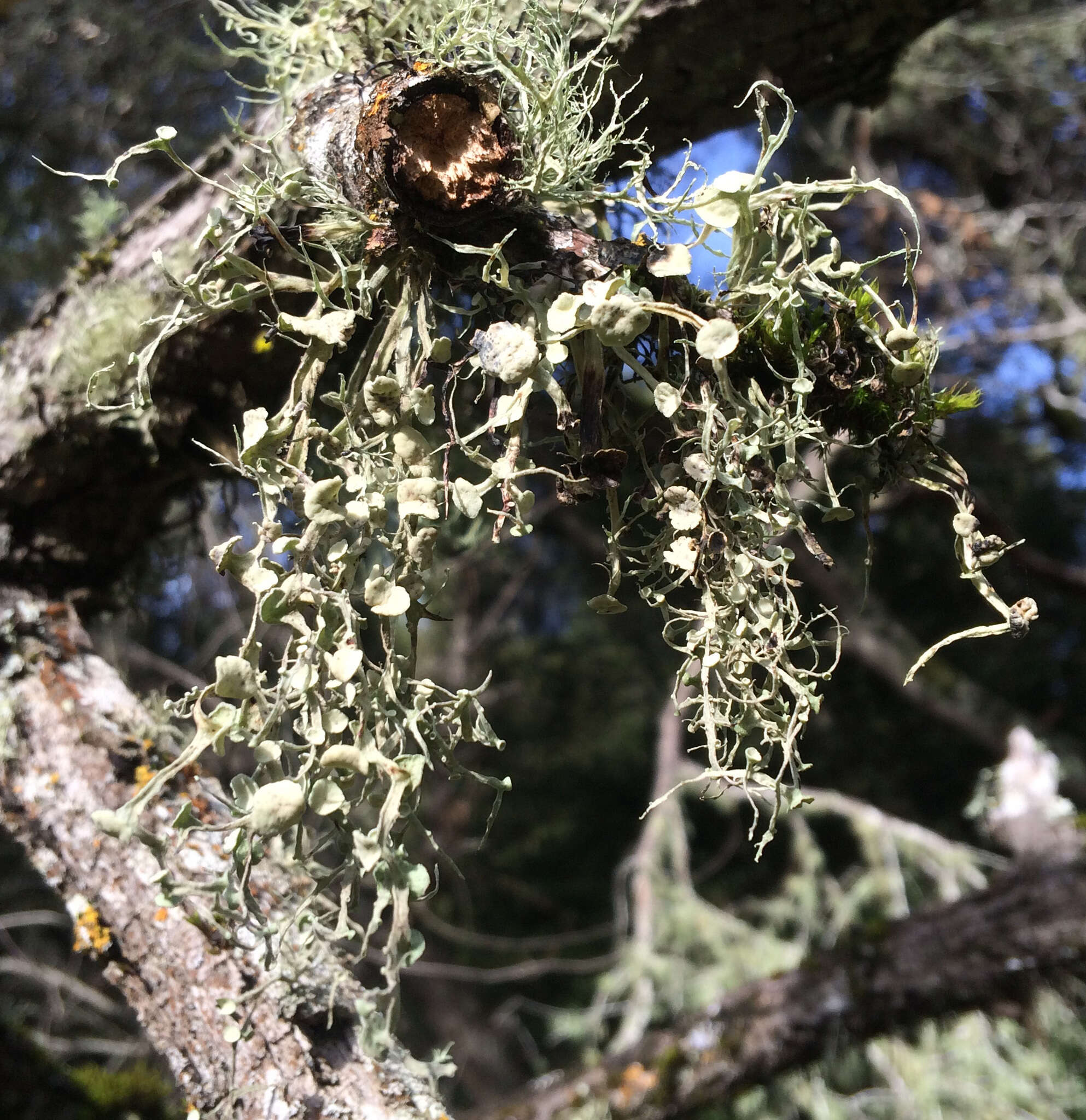 Imagem de Ramalina leptocarpha Tuck.