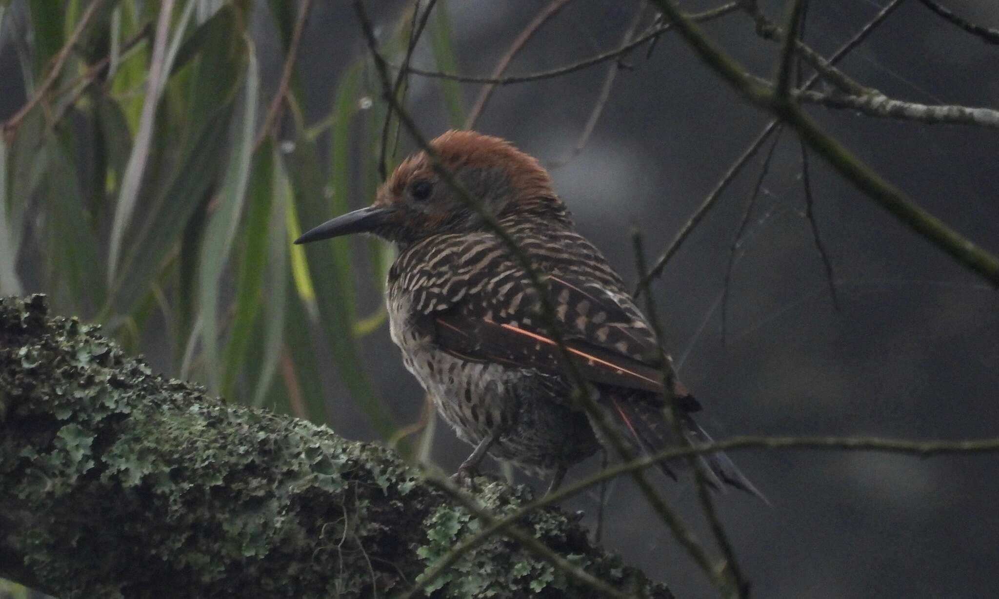 Image of Colaptes auratus mexicanoides Lafresnaye 1844