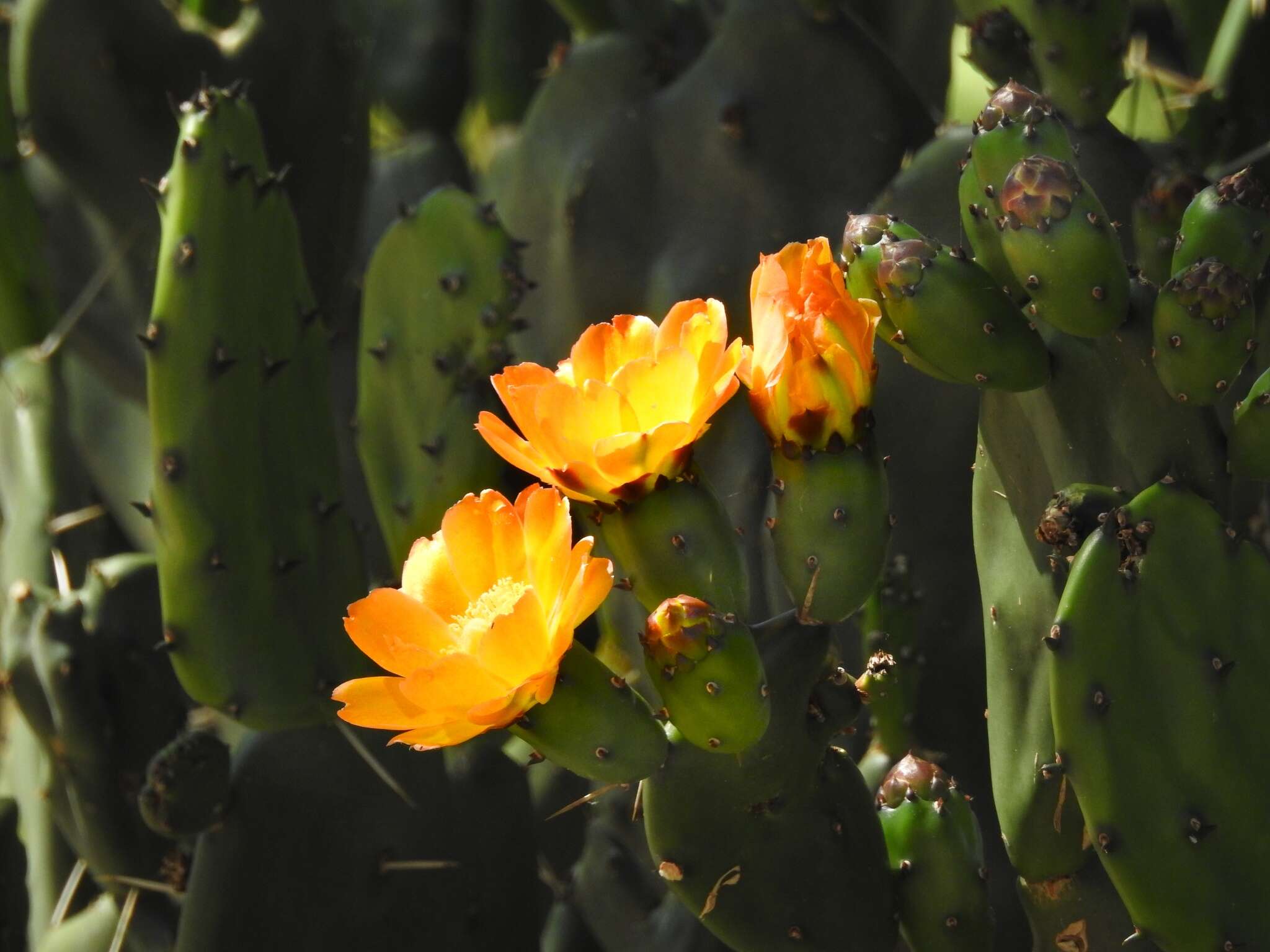 Opuntia rioplatense resmi