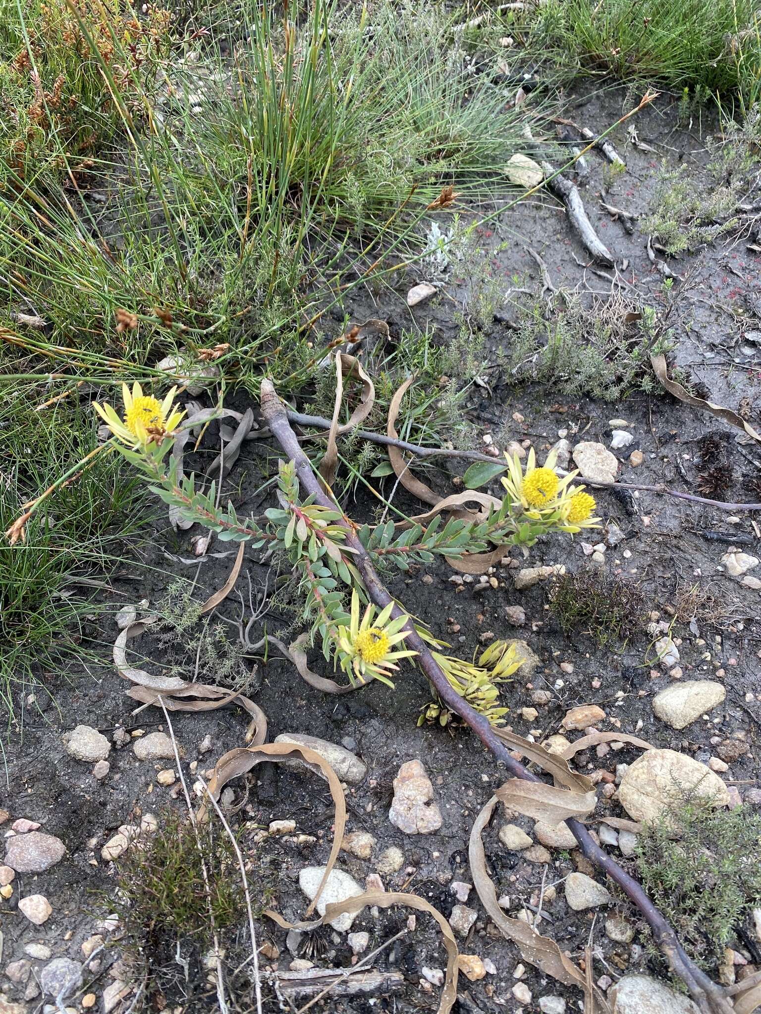 Image of Leucadendron modestum I. Williams