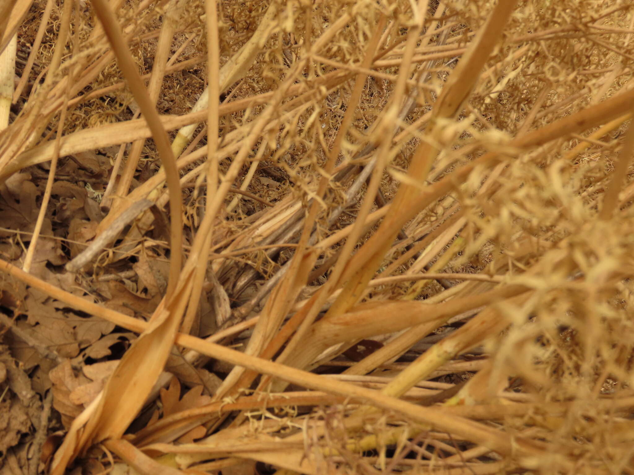 Image of Suksdorf's desertparsley