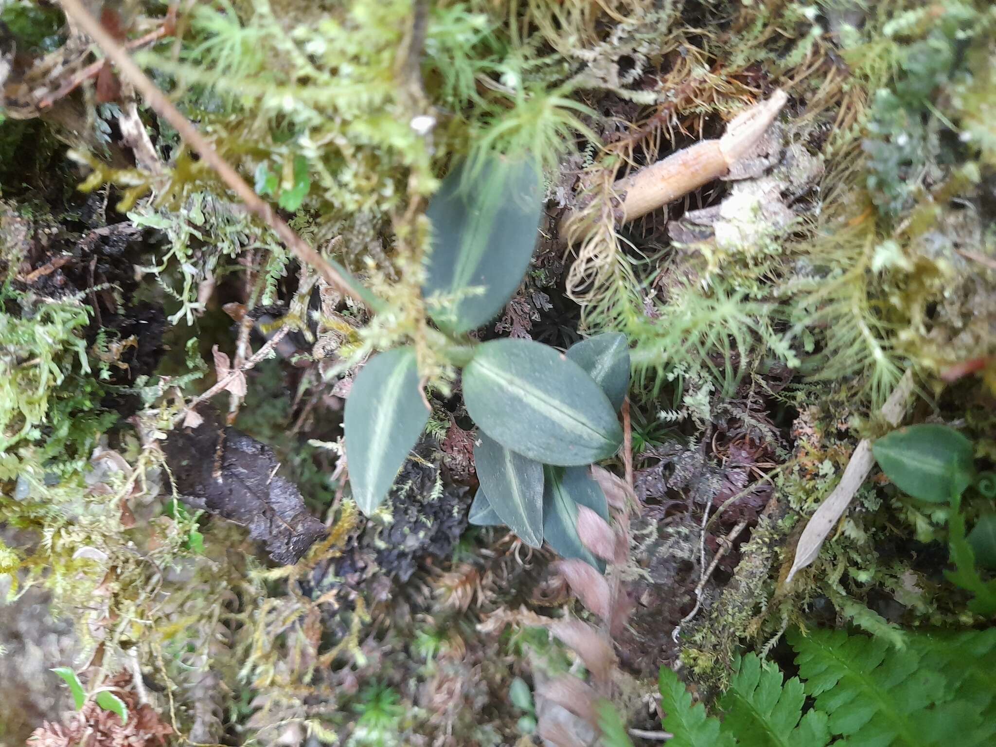 Image of Goodyera nankoensis Fukuy.