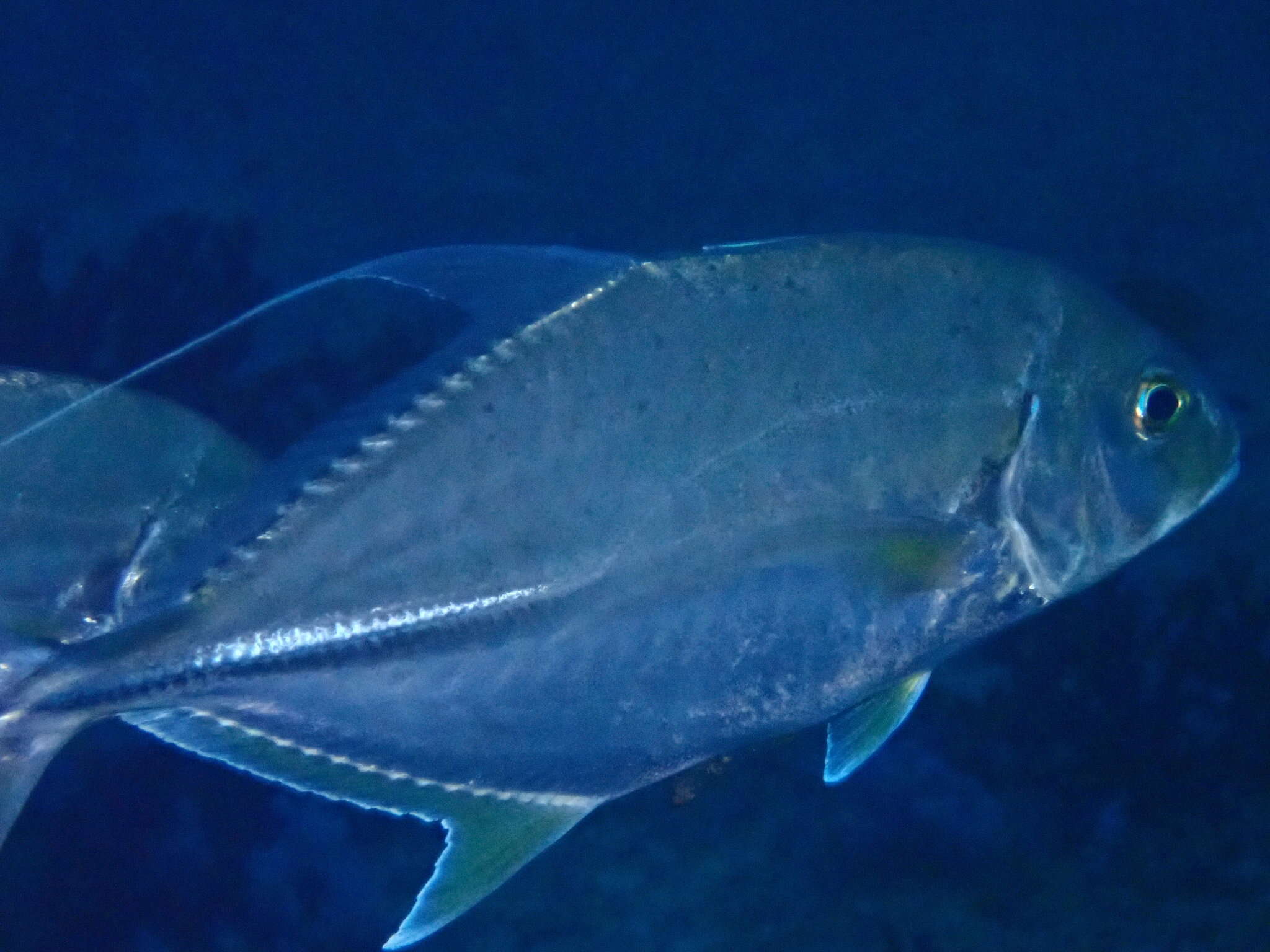 Слика од Carangoides oblongus (Cuvier 1833)