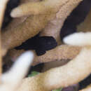 Image of Black coralgoby