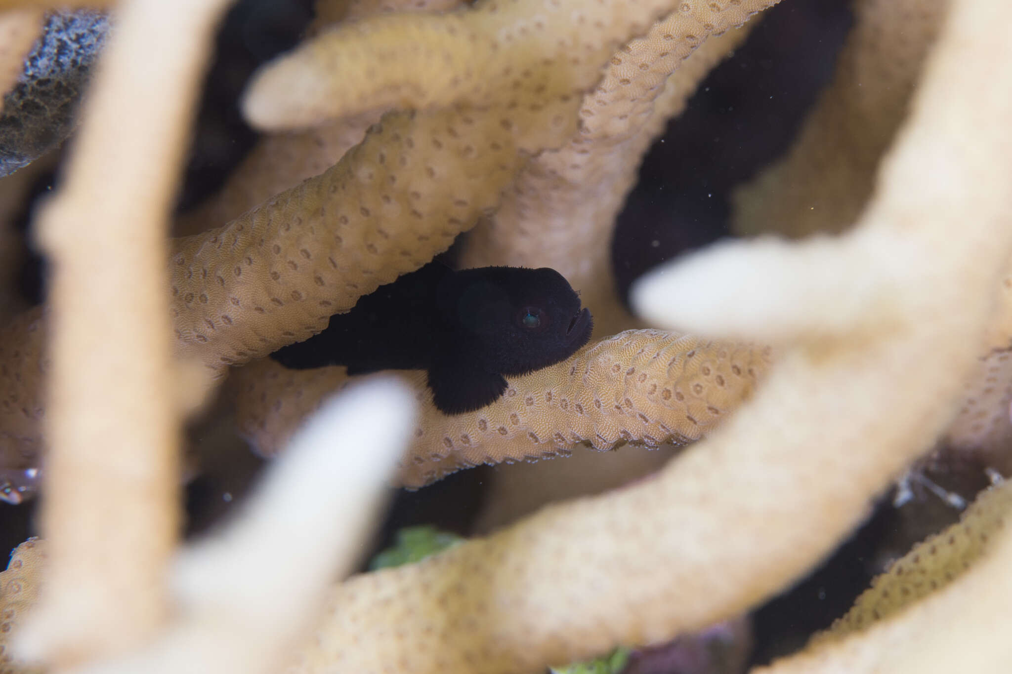 Image of Black coralgoby