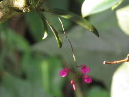 Image of Snail orchid