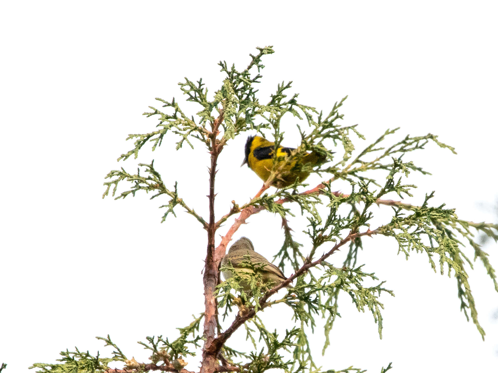 Image of Black-headed Siskin