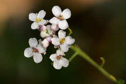 Image of Mostacillastrum subauriculatum