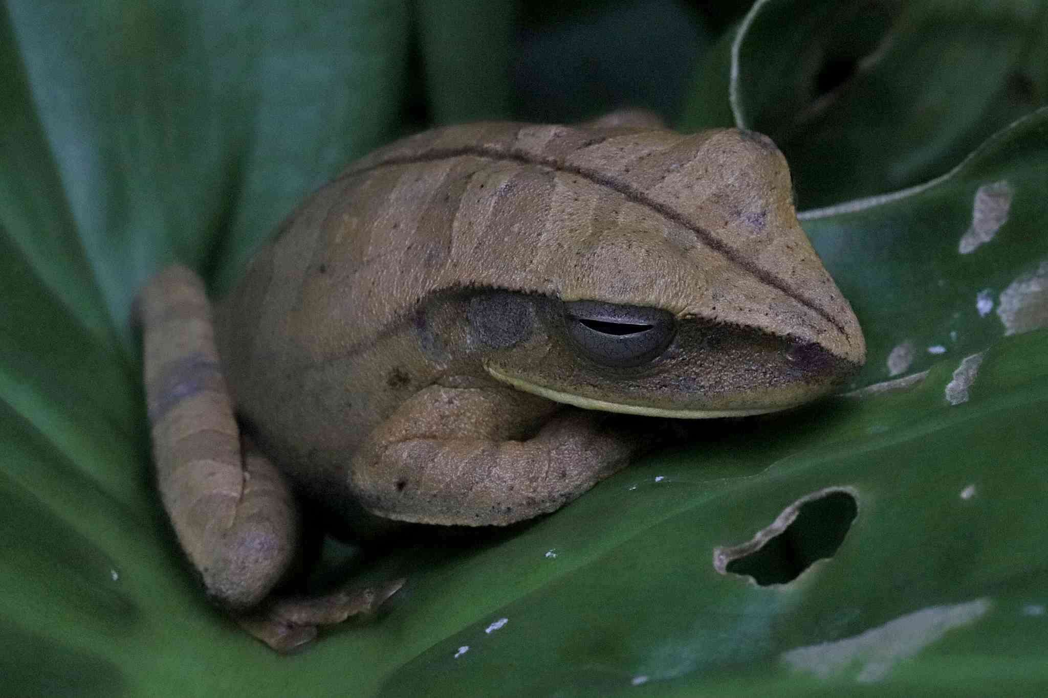 Image of Boana multifasciata (Günther 1859)