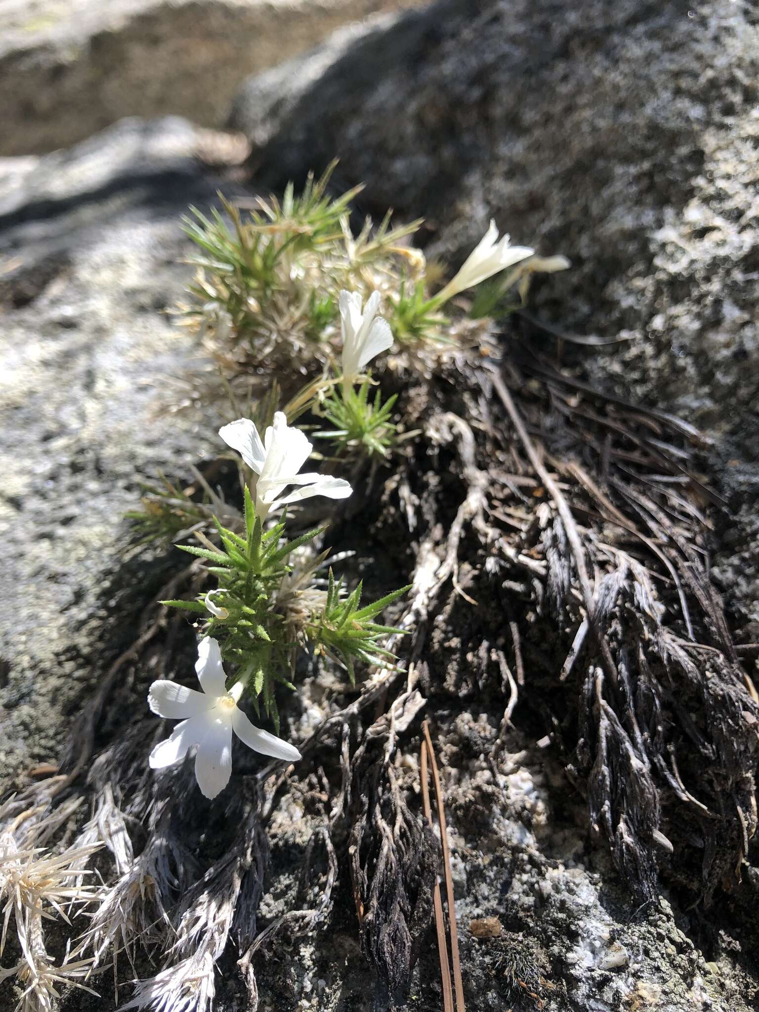 Image of San Jacinto prickly phlox