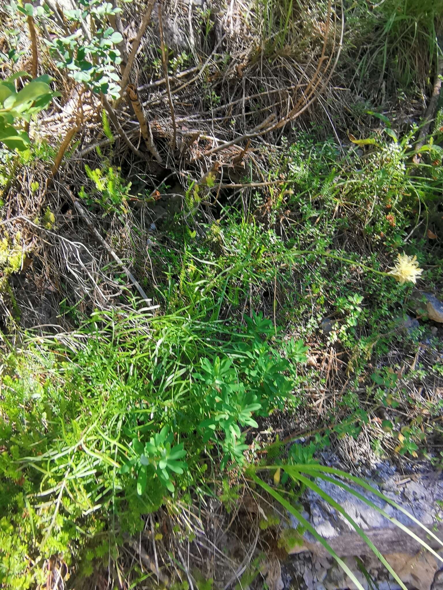 Image of Centaurea dichroantha A. Kerner