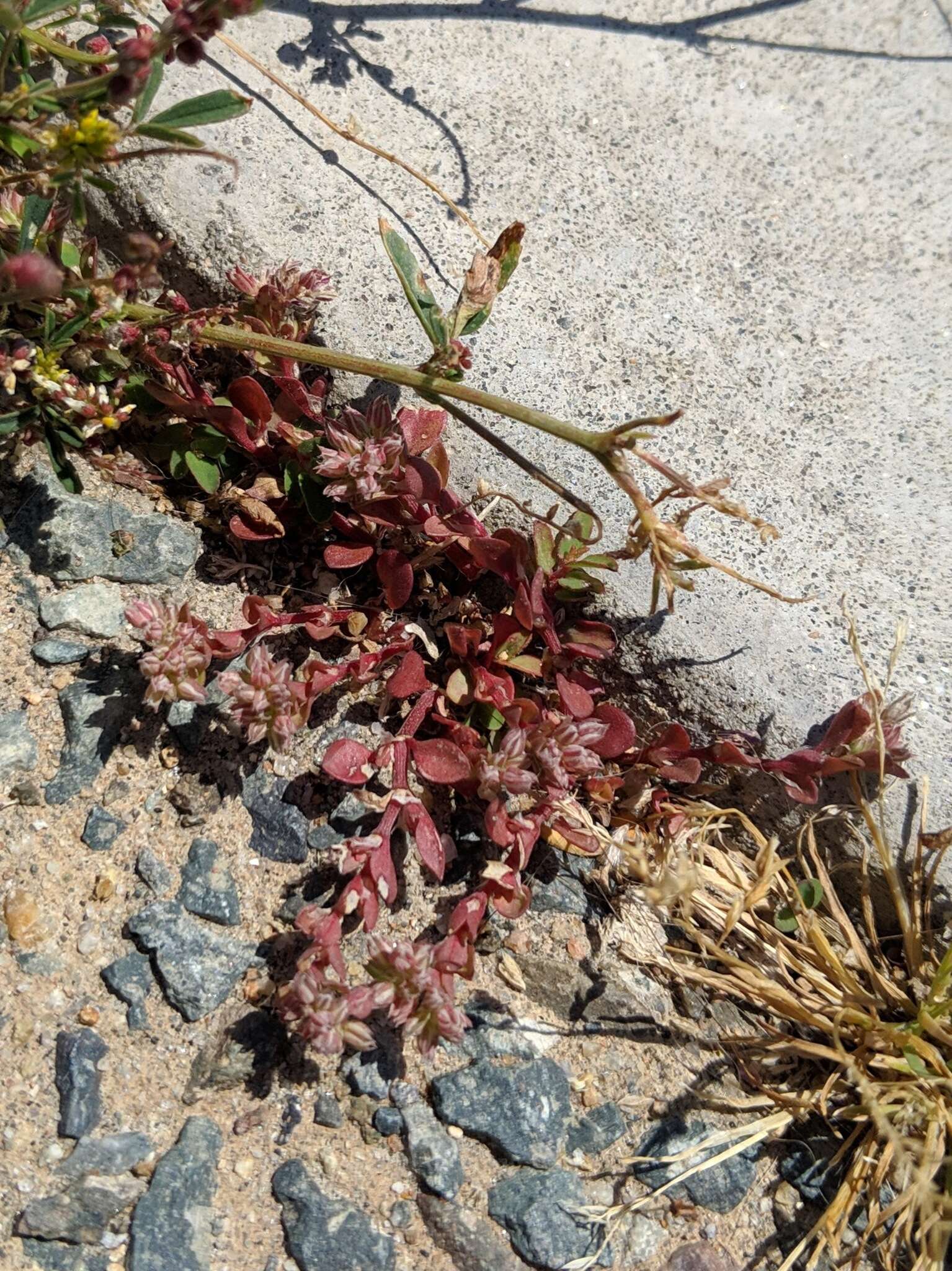 Imagem de Polycarpon tetraphyllum subsp. tetraphyllum