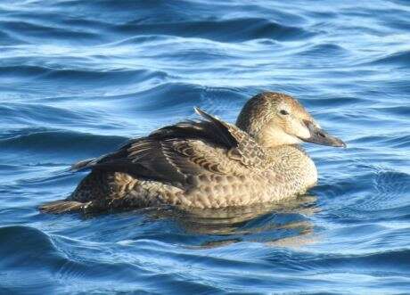 Image of King Eider