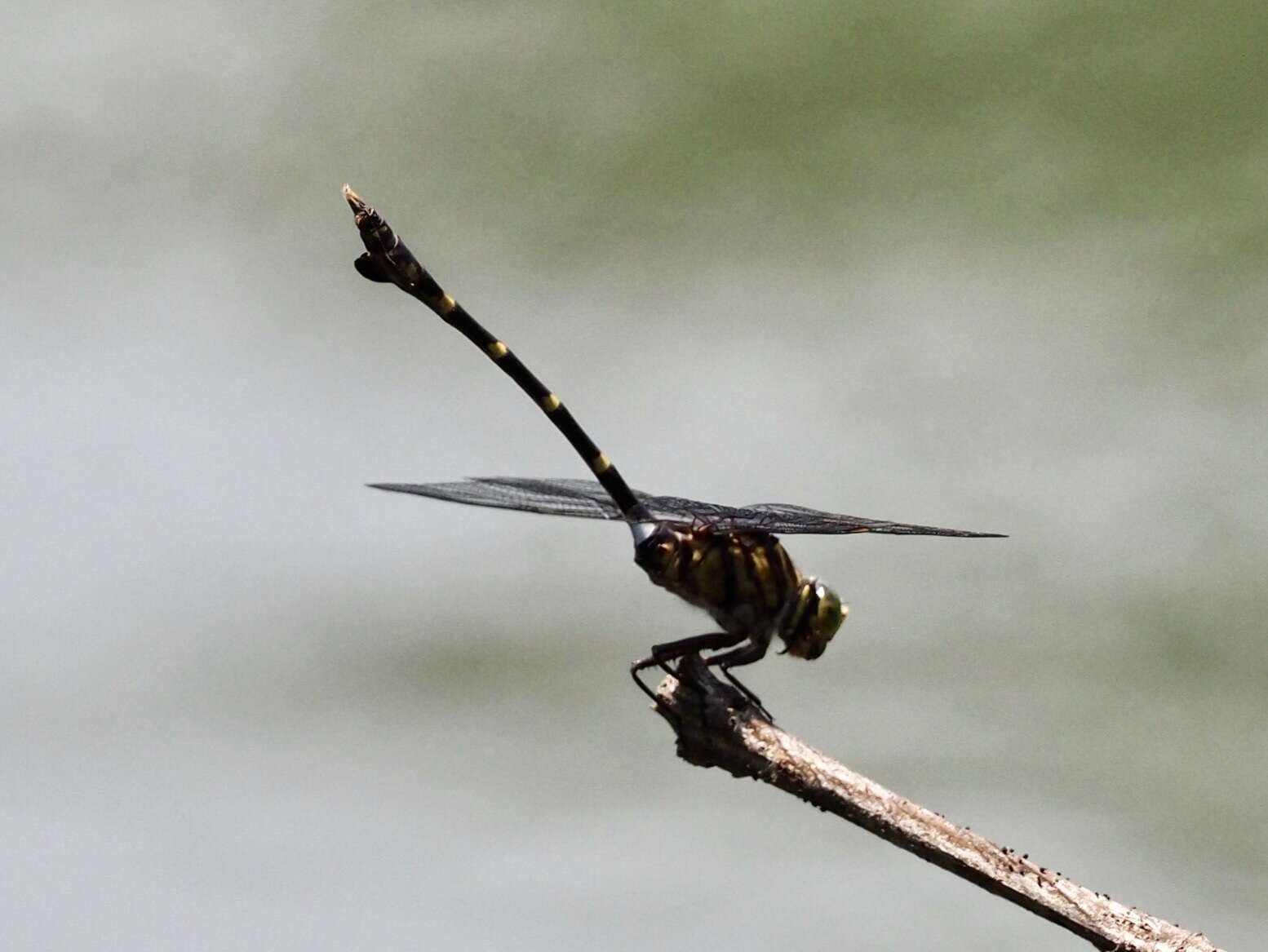 Image of Cacoides latro (Erichson ex Schomburgk 1848)