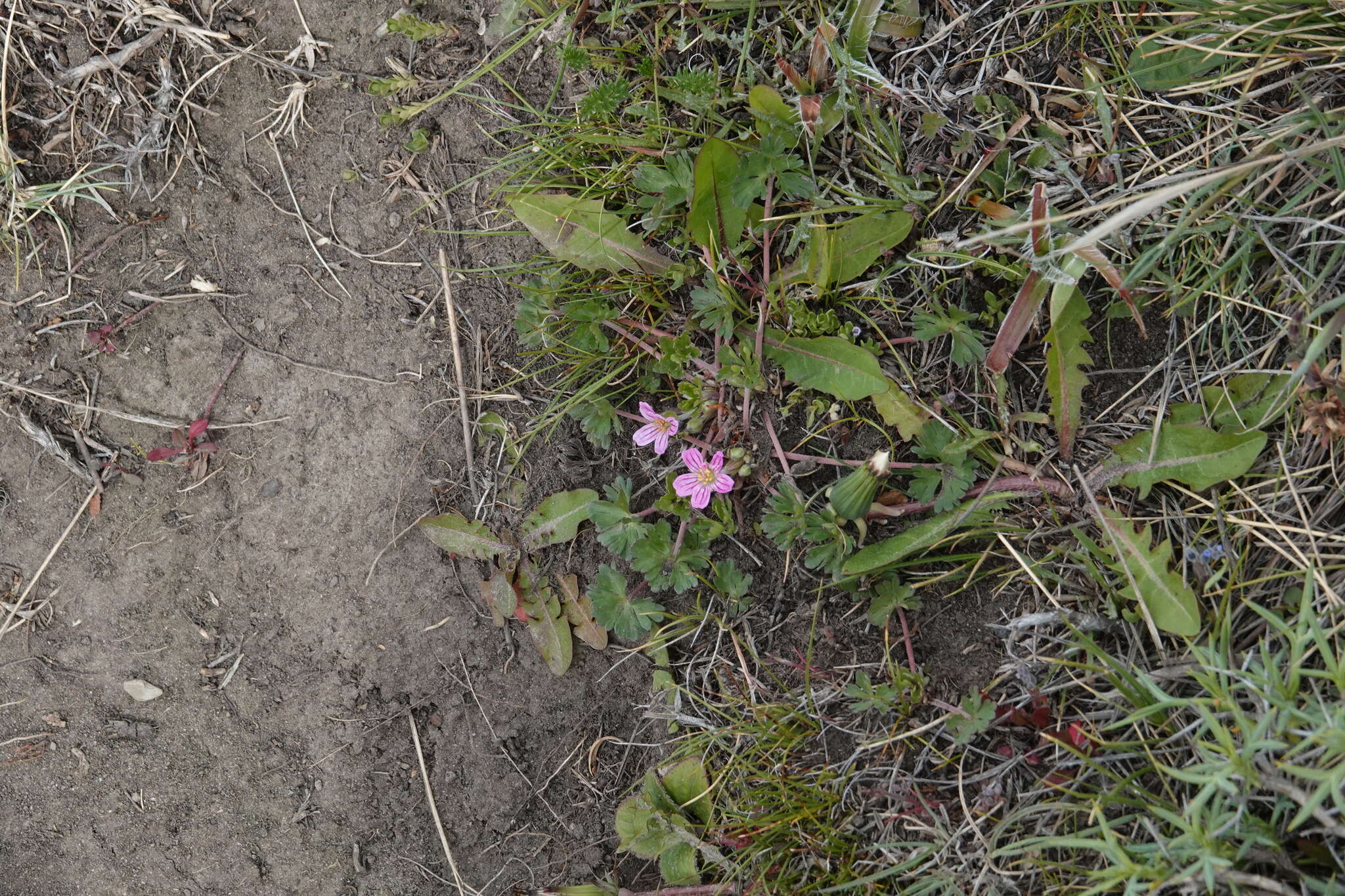 Image of Geranium sessiliflorum Cav.