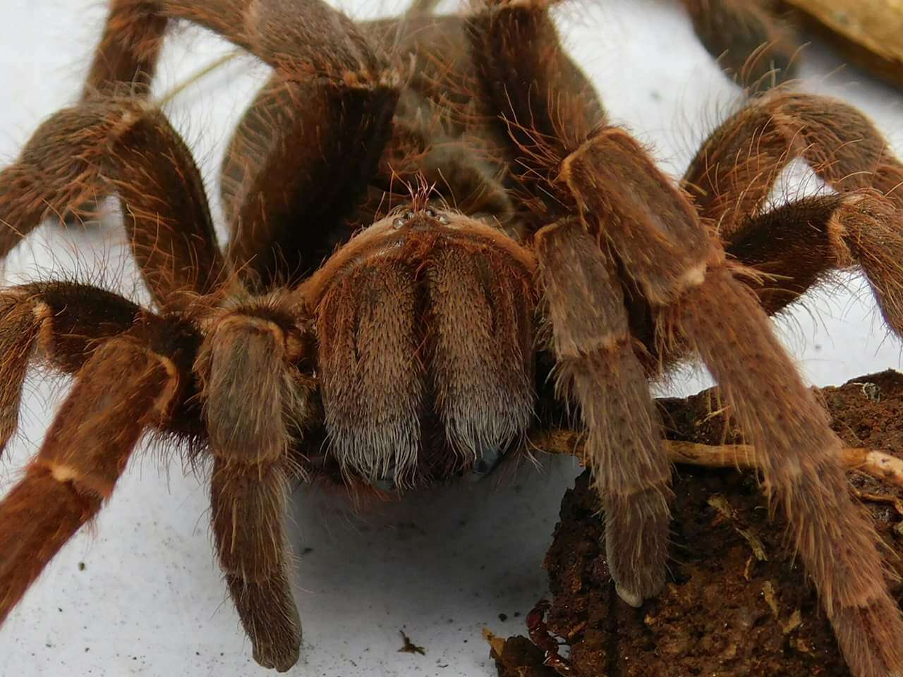 Image of King baboon spider