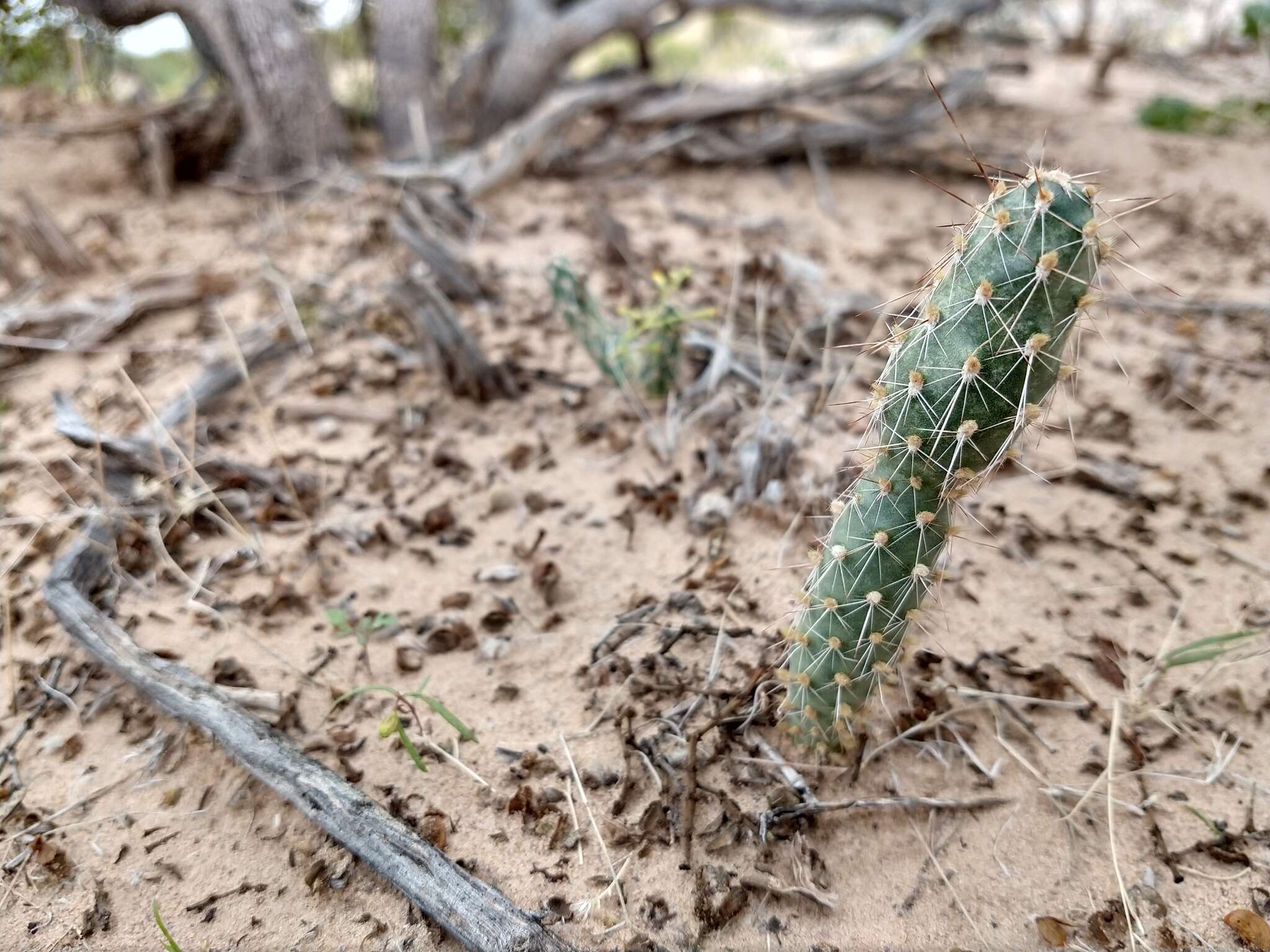 Image of Panhandle Prickly-pear