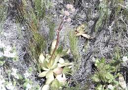 Image of Redleaf crassula