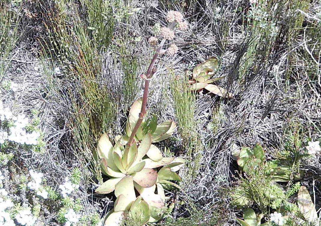 Image of Redleaf crassula