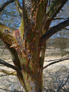 Image of Vachellia kirkii (Oliv.) Kyal. & Boatwr.