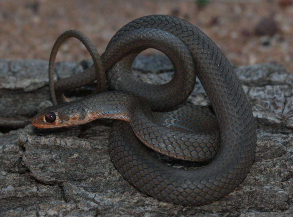 Image of Cross-marked Or Montane Grass Snake