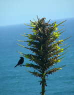 Image of Chilean Puya