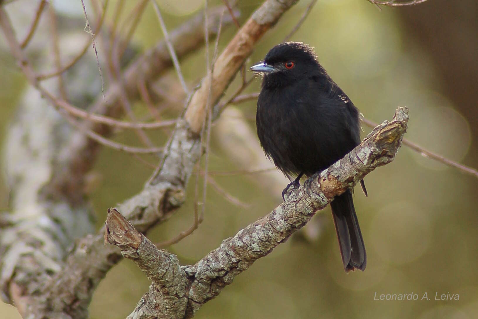 Image of Blue-billed Black Tyrant