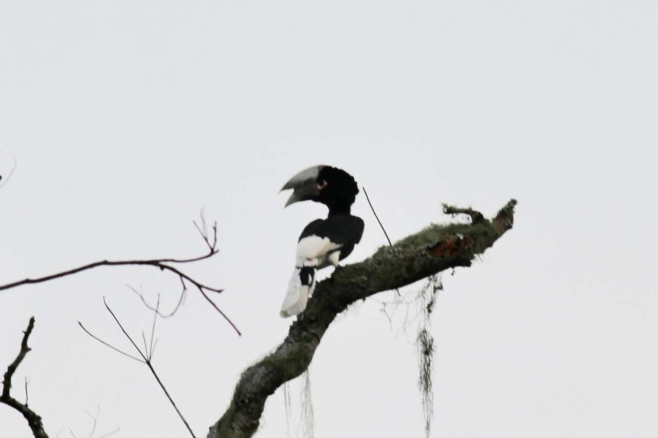 Image of White-thighed hornbill