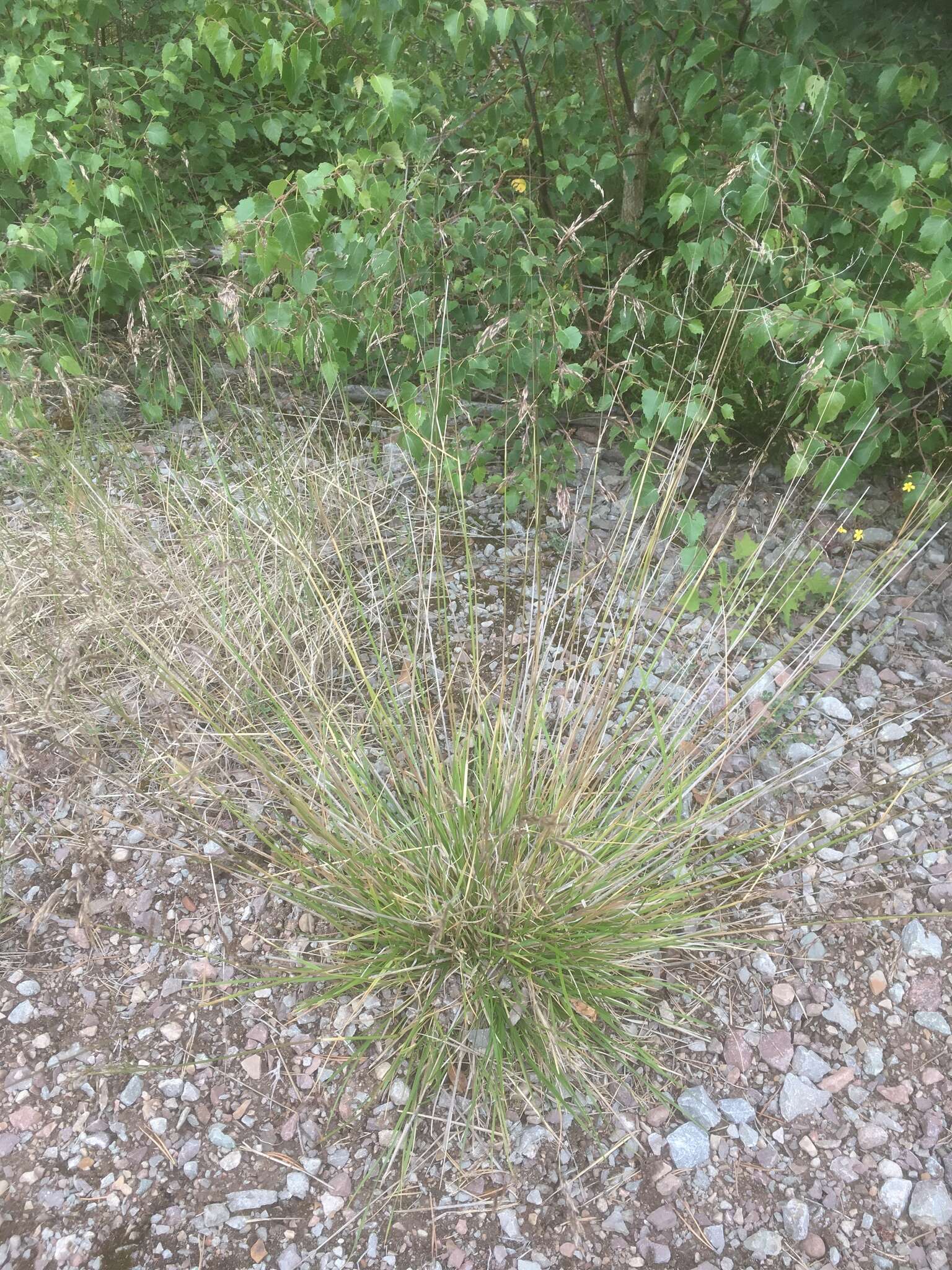 Image of Tufted Hair-grass