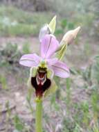 Image of Ophrys tenthredinifera subsp. ficalhoana (J. A. Guim.) M. R. Lowe & D. Tyteca