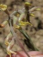 Image of Salinas milkvetch