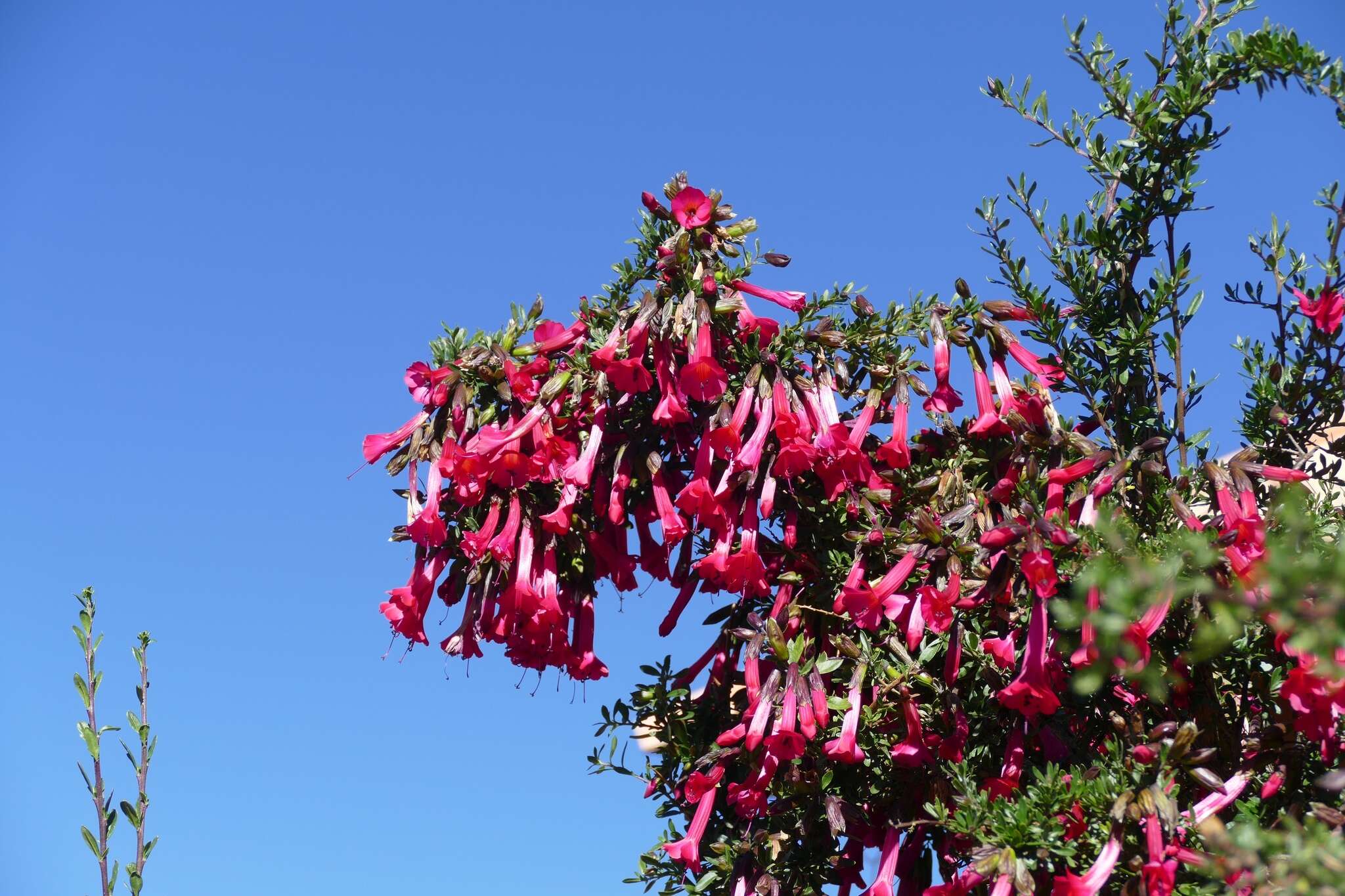 Plancia ëd Cantua buxifolia Jussieu ex Lamarck