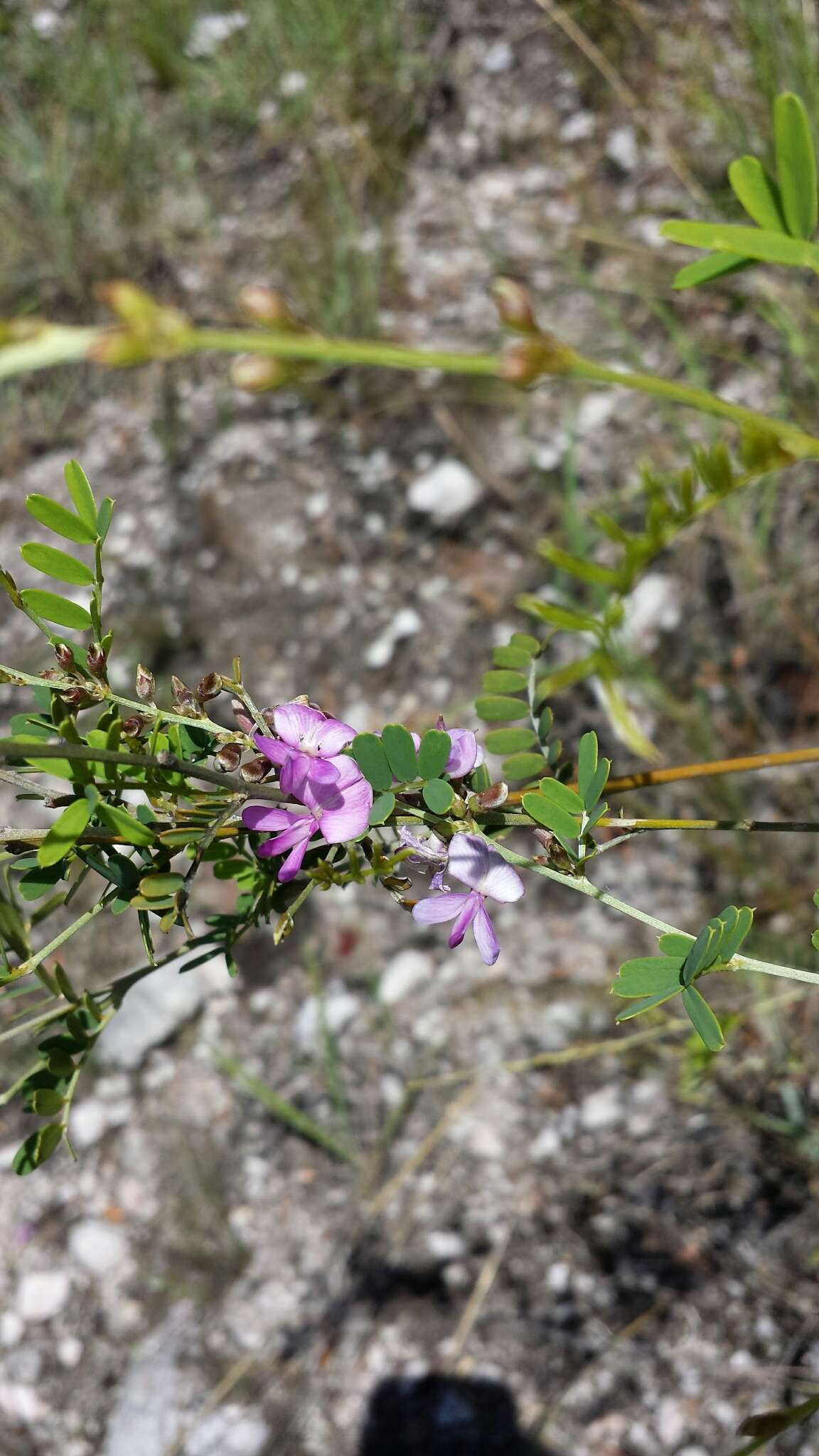 Image of Tephrosia betsileensis (R. Vig.) Du Puy & Labat