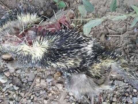 Image of Bicolor-spined Porcupine