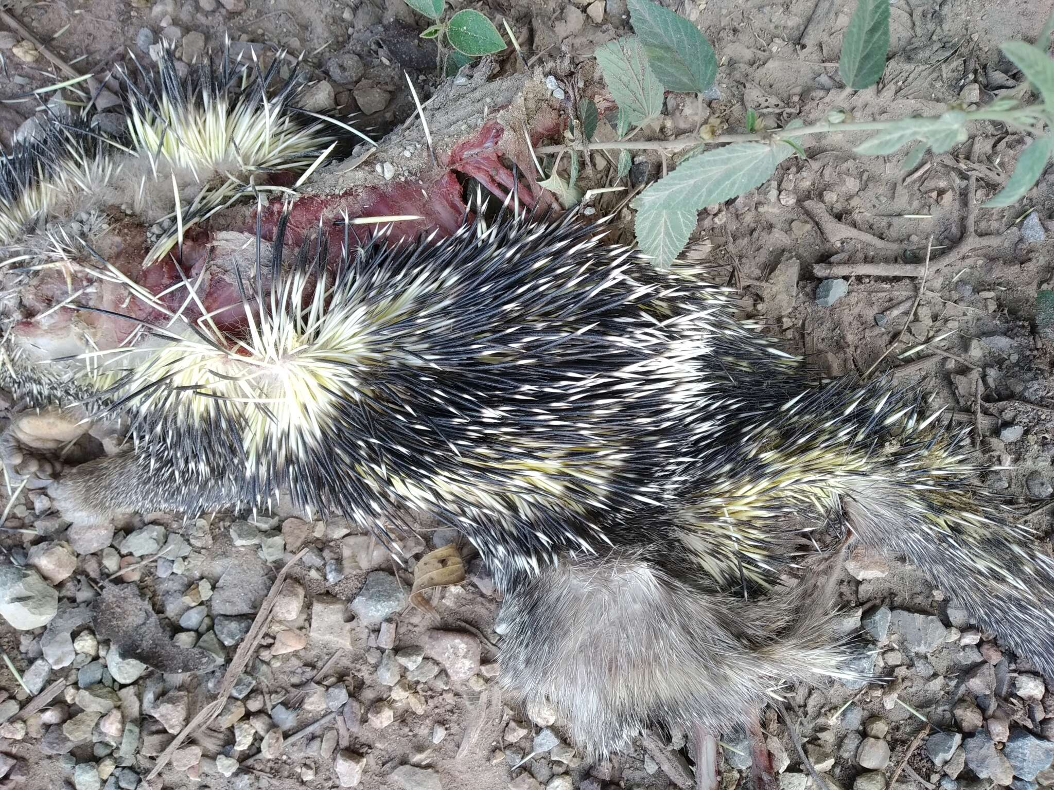 Image of Andean porcupine