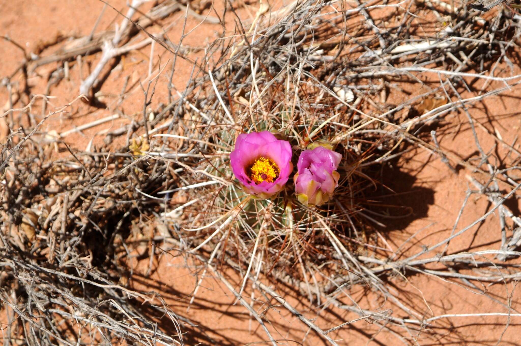 Plancia ëd Sclerocactus parviflorus Clover & Jotter