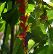 Image of Curve-winged Sabrewing