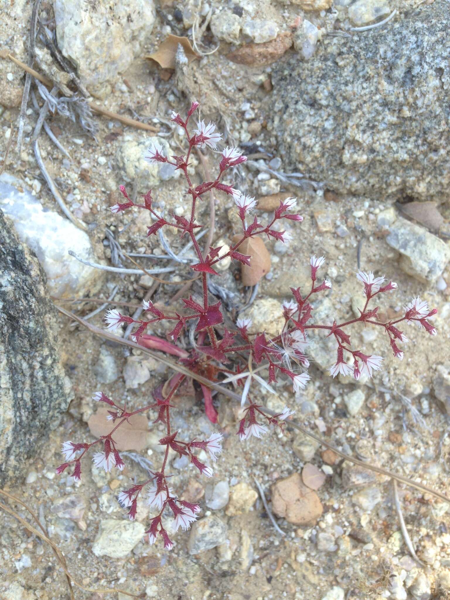 Mucronea perfoliata (A. Gray) A. Heller的圖片