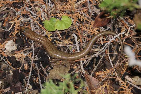 Image of Northern Bar-lipped Skink