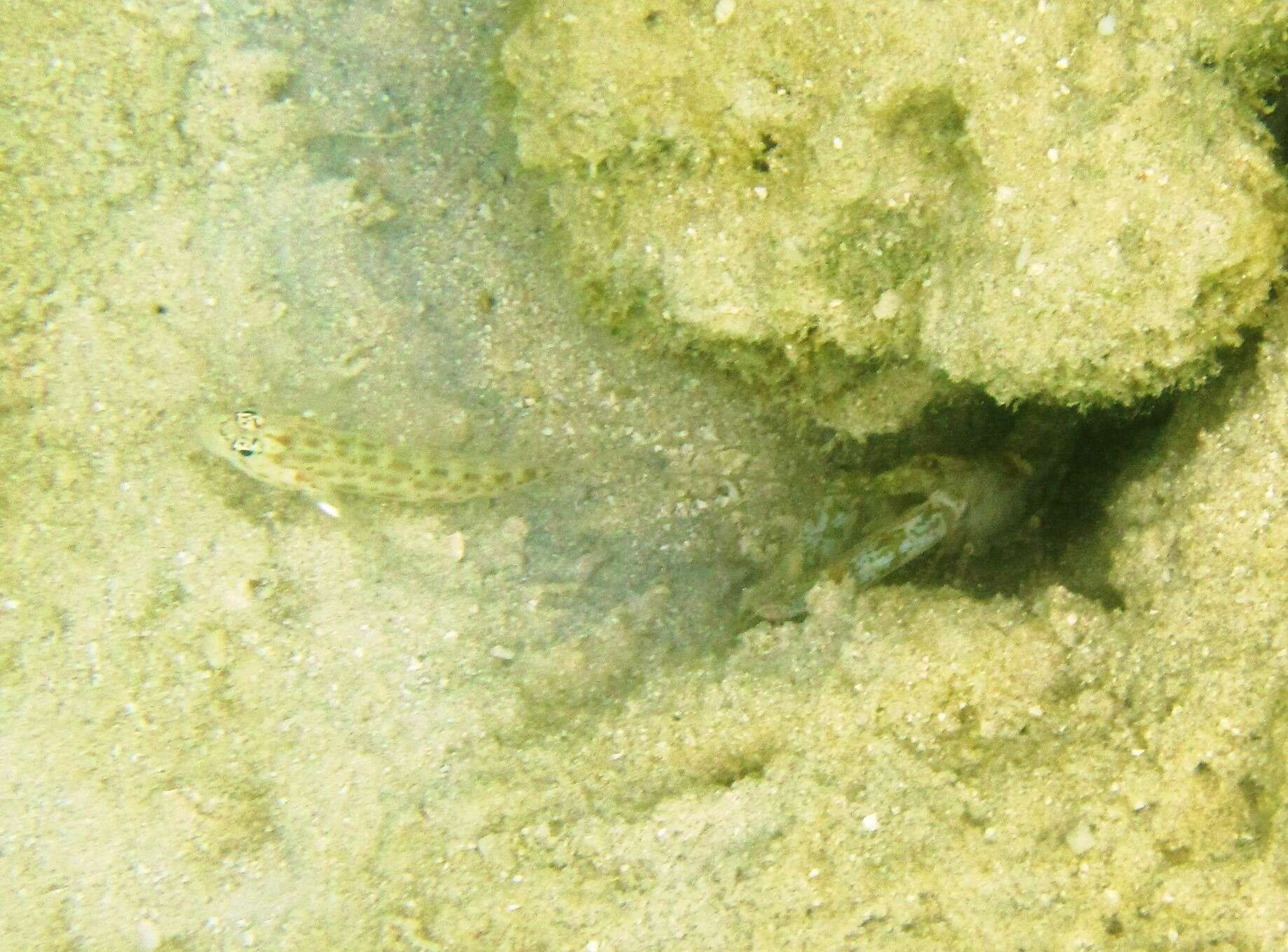 Image of Gold-specked prawn-goby