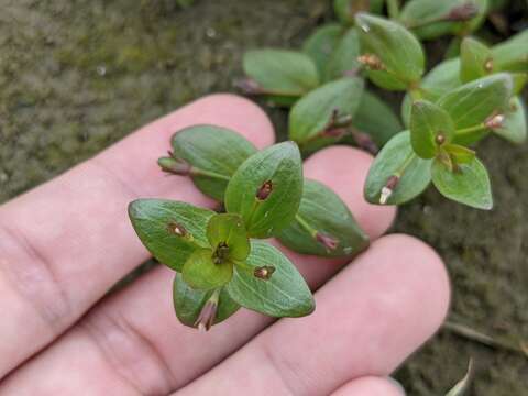 Image of Prostrate False Pimpernel