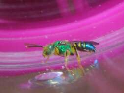 Agapostemon poeyi (Lucas 1856)的圖片