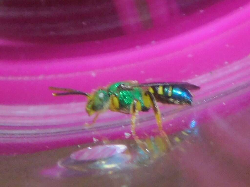 Agapostemon poeyi (Lucas 1856)的圖片