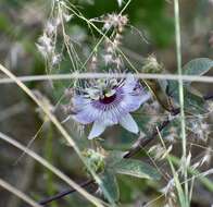 Image of Passiflora ciliata var. santiagana (Killip) Vanderpl.